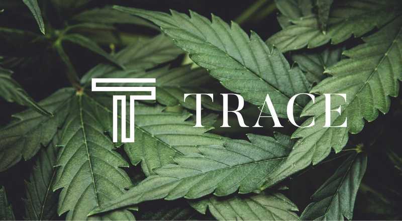 Trace logo over cannabis leaves on a dark green background